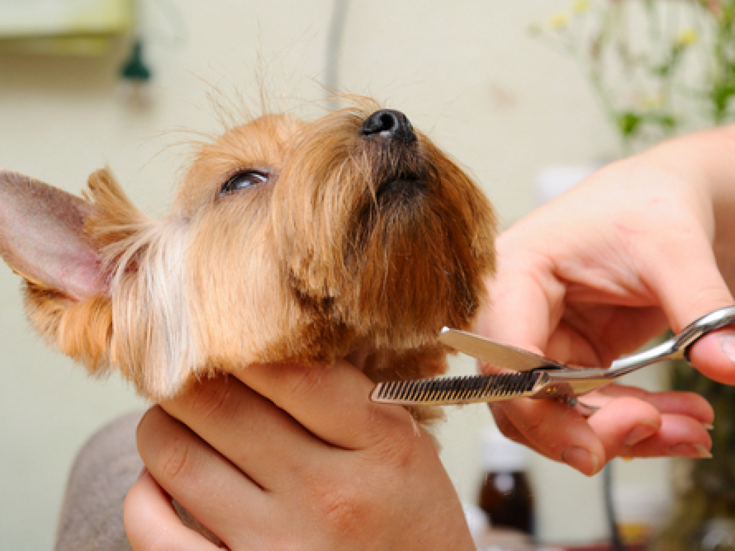 Grooming | A Dog's Life